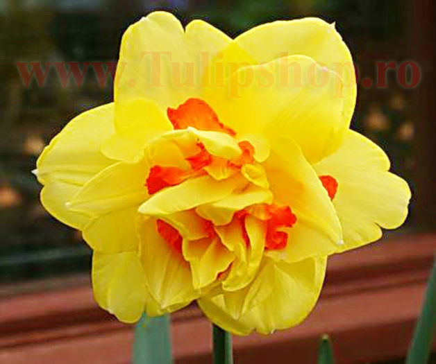 Bulbi Narcise Texas; Marime bulb 14/16. Inaltime 30-40cm. Inflorire aprilie-mai. STOC EPUIZAT!
