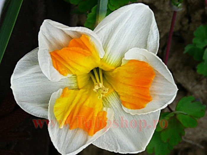 Bulbi Narcise Tricollet; Marime bulb 12/14. Inaltime 30-40cm. Inflorire aprilie-mai. STOC EPUIZAT!
