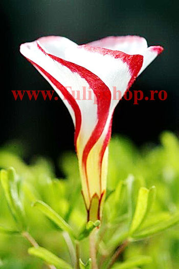 oxalis versicolor2; Marime bulb I . Inaltime 20-30cm. Inflorire mai-septembrie. STOC EPUIZAT!
