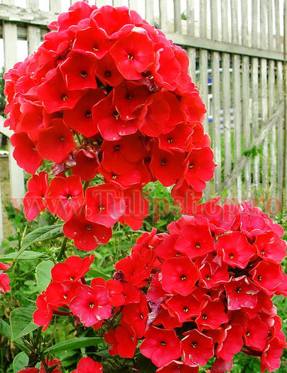Bulbi Phlox Red Flame; Marime bulb I . Inaltime 80-110cm. Inflorire iunie-septembrie. STOC EPUIZAT!
