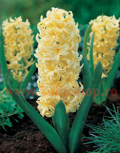 Bulbi Zambile City of Haarlem (Hyacinthus); Marime bulb 15/16. Inaltime 25-30cm. Inflorire aprilie-mai. STOC EPUIZAT!
