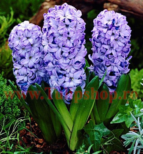 Bulbi Zambile Delft Blue (Hyacinthus); Marime bulb 15/16. Inaltime 25-30cm. Inflorire aprilie-mai. STOC EPUIZAT!
