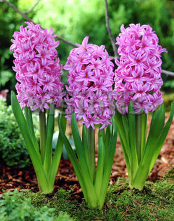 Bulbi Zambile Fondant (Hyacinthus); Marime bulb 15/16. Inaltime 25-30cm. Inflorire aprilie-mai. STOC EPUIZAT!
