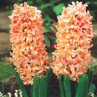 Bulbi Zambile Gipsy Queen (Hyacinthus); Marime bulb 15/16. Inaltime 25-30cm. Inflorire aprilie-mai. STOC EPUIZAT!
