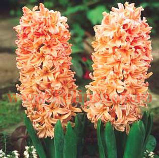 Bulbi Zambile Gipsy Queen (Hyacinthus) - Bulbi Flori Toamna 2015