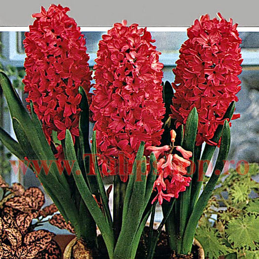 Bulbi Zambile Jan Boss (Hyacinthus); Marime bulb 15/16. Inaltime 25-30cm. Inflorire aprilie-mai. STOC EPUIZAT!
