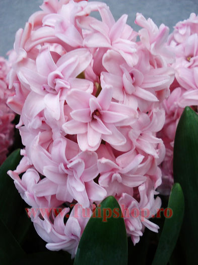 Bulbi Zambile Duble Prince of Love (Hyacinthus); Marime bulb 15/16. Inaltime 25-30cm. Inflorire aprilie-mai. STOC EPUIZAT!
