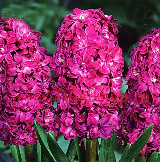 Bulbi Zambile Duble Red Diamond (Hyacinthus) - Bulbi Flori Toamna 2015