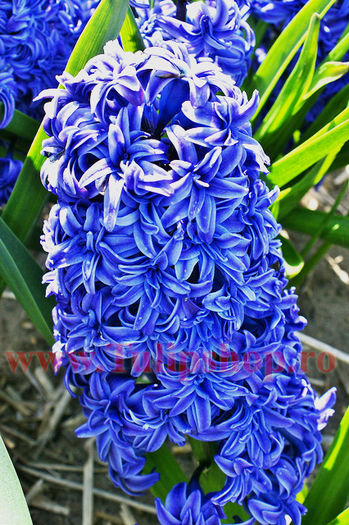 Bulbi Zambile Duble Crystal Palace (Hyacinthus); Marime bulb 15/16. Inaltime 25-30cm. Inflorire aprilie-mai. STOC EPUIZAT!
