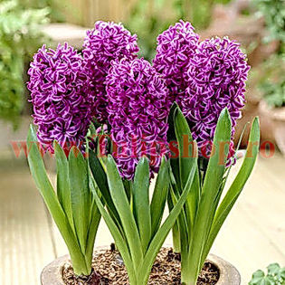 Bulbi Zambile Purple Star (Hyacinthus); Marime bulb 16/18. Inaltime 25-30cm. Inflorire aprilie-mai. STOC EPUIZAT!
