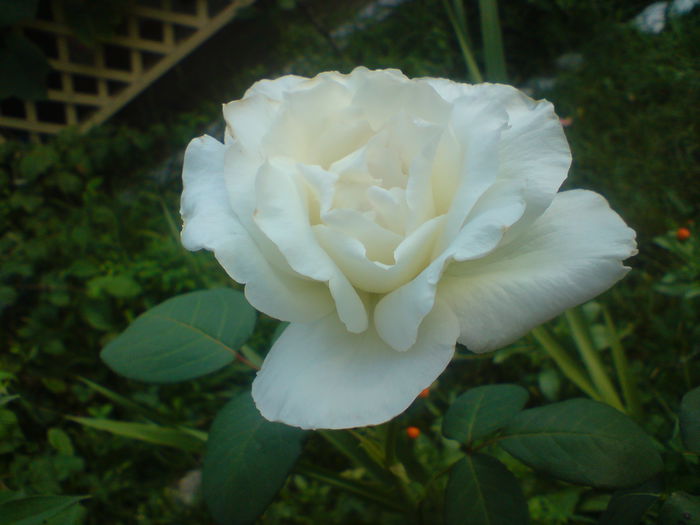 DSC00814 - Trandafiri