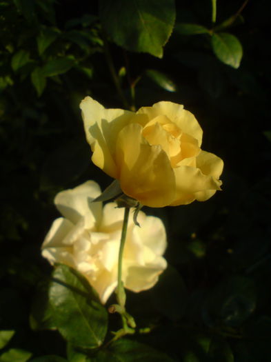 DSC00761 - Trandafiri