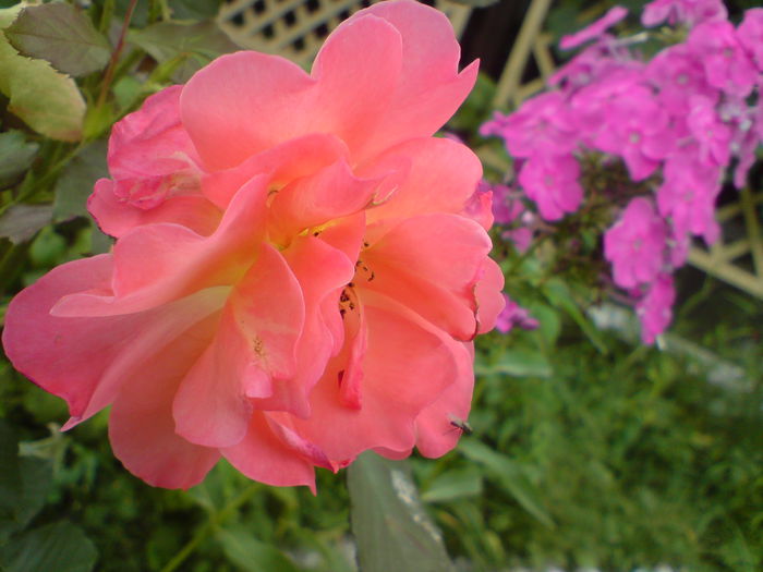 DSC00768