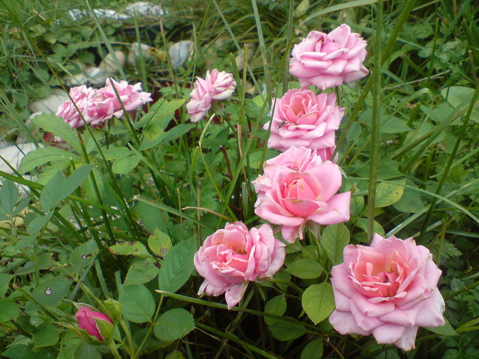 DSC00772