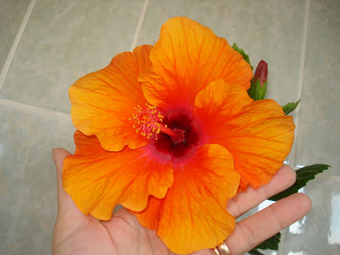  - HIBISCUS 2015