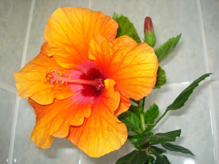 Isabella - HIBISCUS 2015