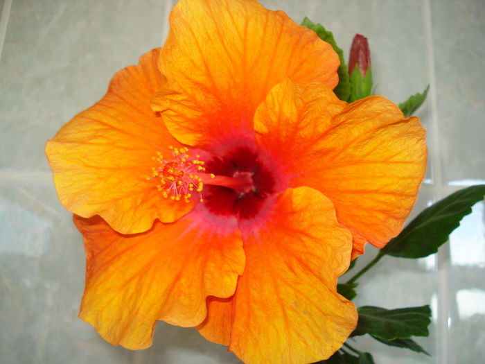  - HIBISCUS 2015