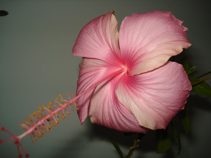 Dainty Pink - HIBISCUS 2015