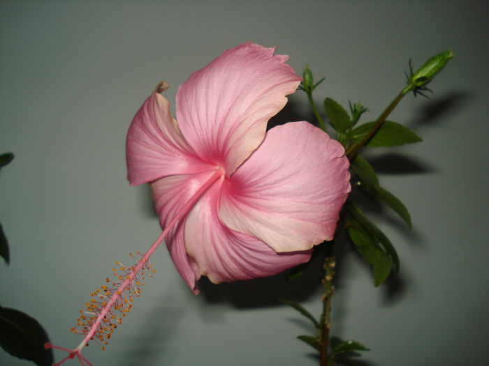  - HIBISCUS 2015