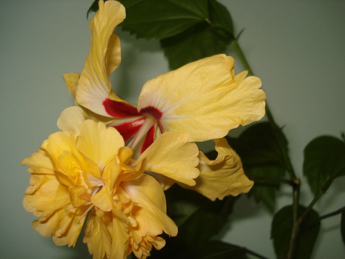 El capitolio yellow - HIBISCUS 2015