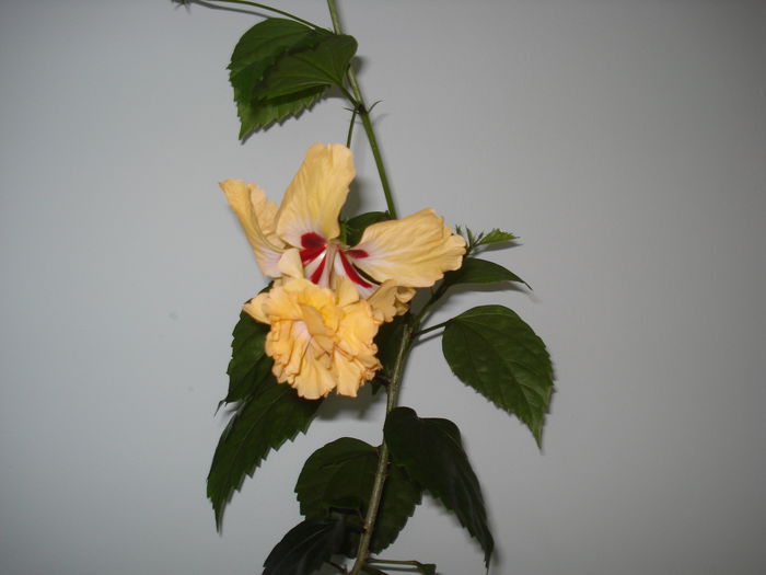 DSC03008 - Hibiscus El Capitolio Yellow