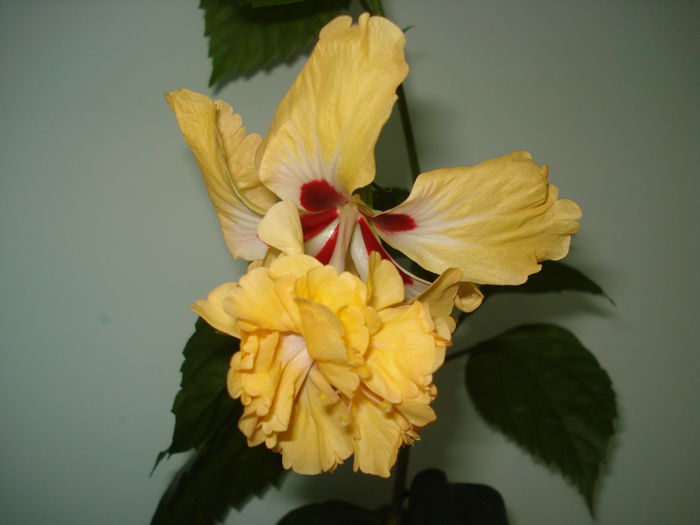 DSC03009 - Hibiscus El Capitolio Yellow