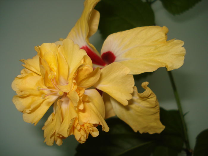 DSC03013 - Hibiscus El Capitolio Yellow