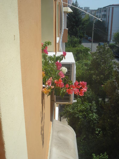 In jardiniera... - BOUGAINVILLEA