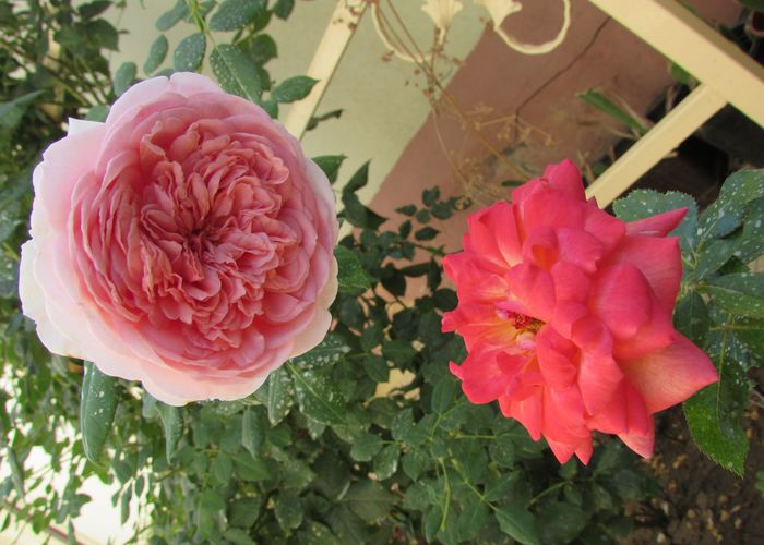 Abraham D'Arby , Parfum de Grasse - 2015 trandafiri -V