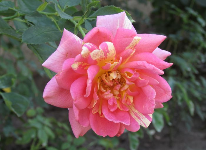 rose des cisterciens - 2015 trandafiri -V