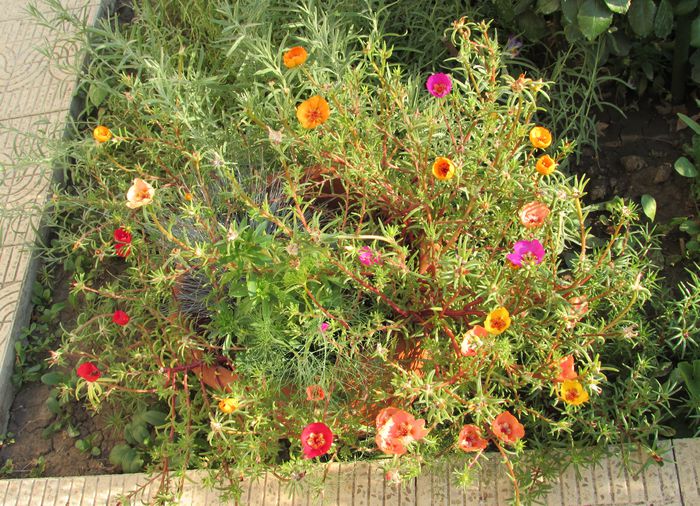 flori de piatra (portulaca),festuca