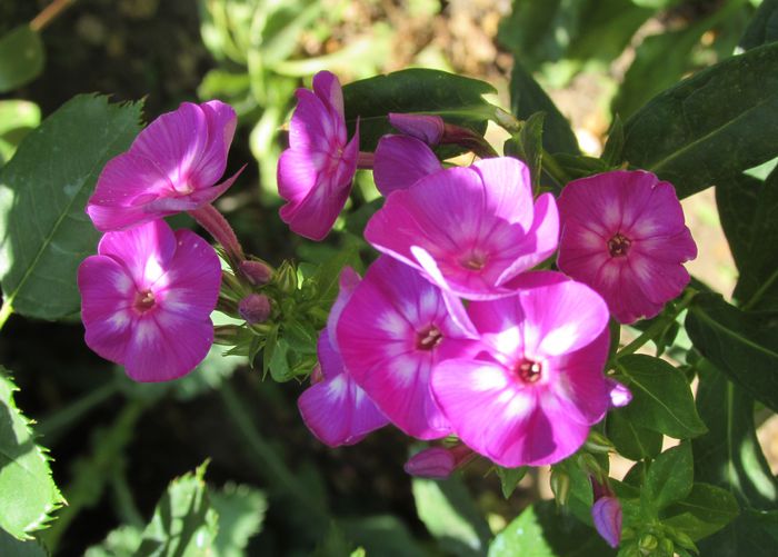 phlox laura