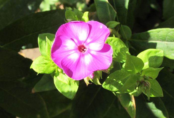 phlox laura