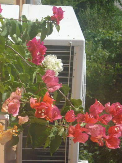 DSC03024 - BOUGAINVILLEA