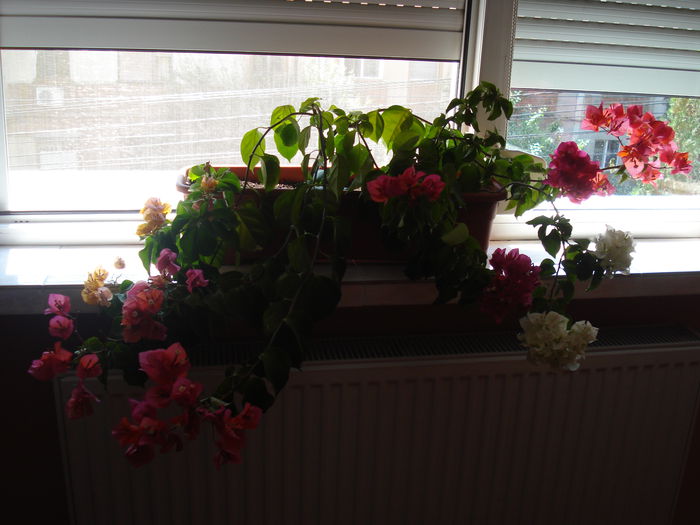 DSC03025 - BOUGAINVILLEA