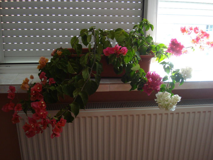 DSC03026 - BOUGAINVILLEA