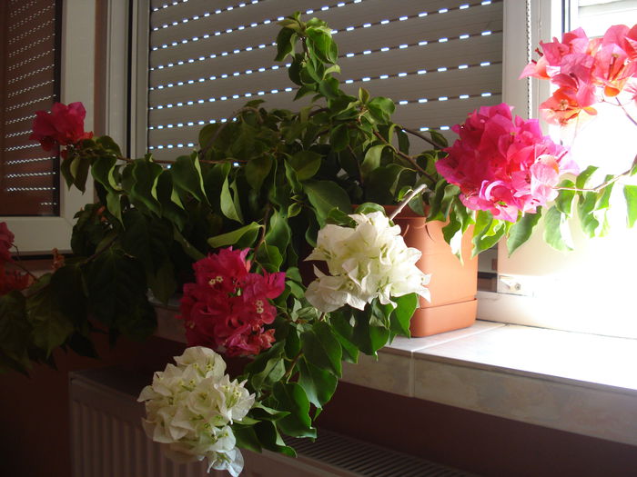 DSC03028 - BOUGAINVILLEA