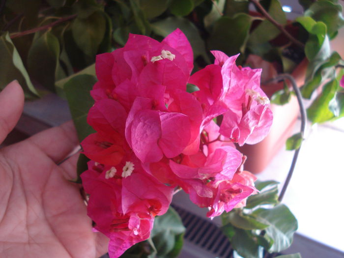 DSC03029 - BOUGAINVILLEA