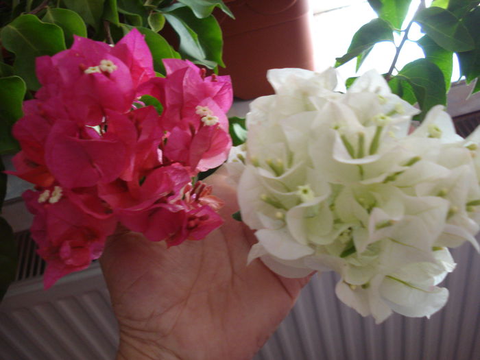 DSC03030 - BOUGAINVILLEA