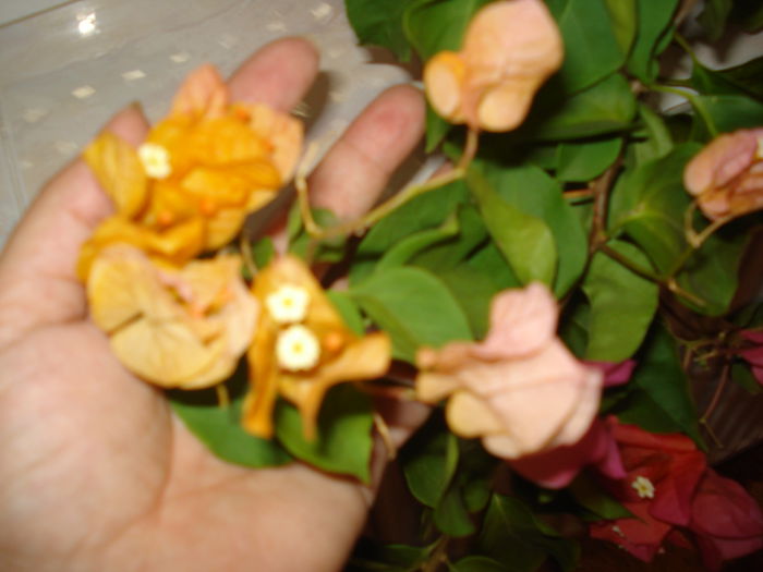 DSC03032 - BOUGAINVILLEA