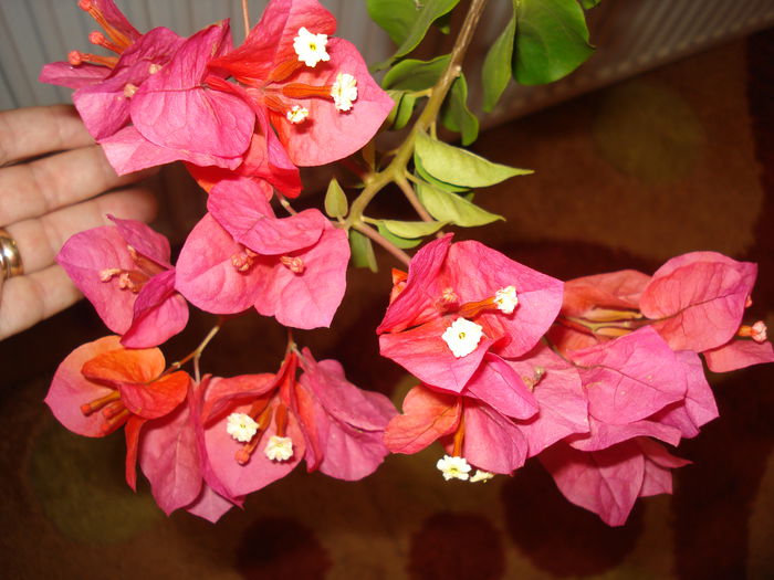 DSC03033 - BOUGAINVILLEA