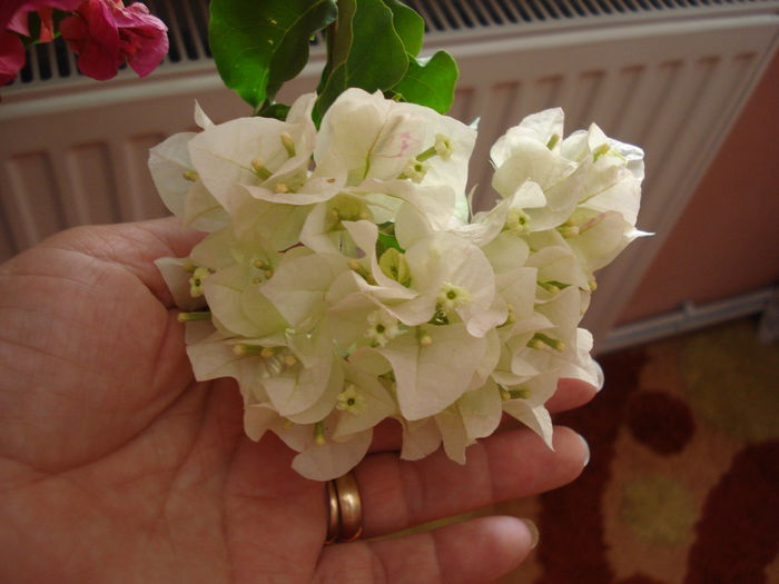 DSC03035 - BOUGAINVILLEA