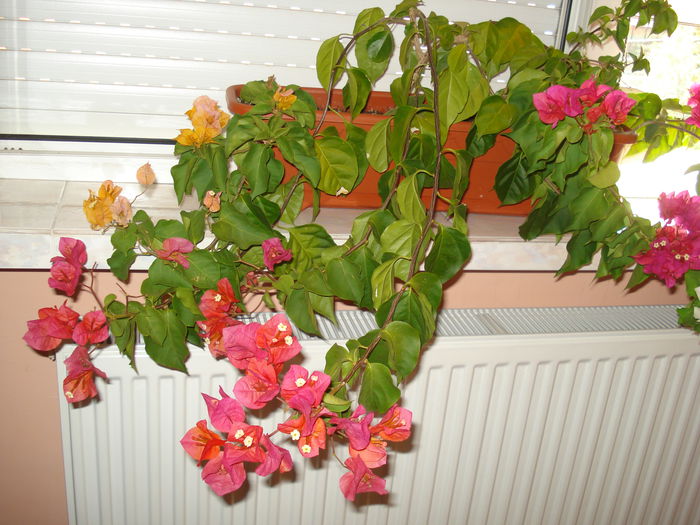 Am bagat jardiniera in casa...la pozar ! - BOUGAINVILLEA