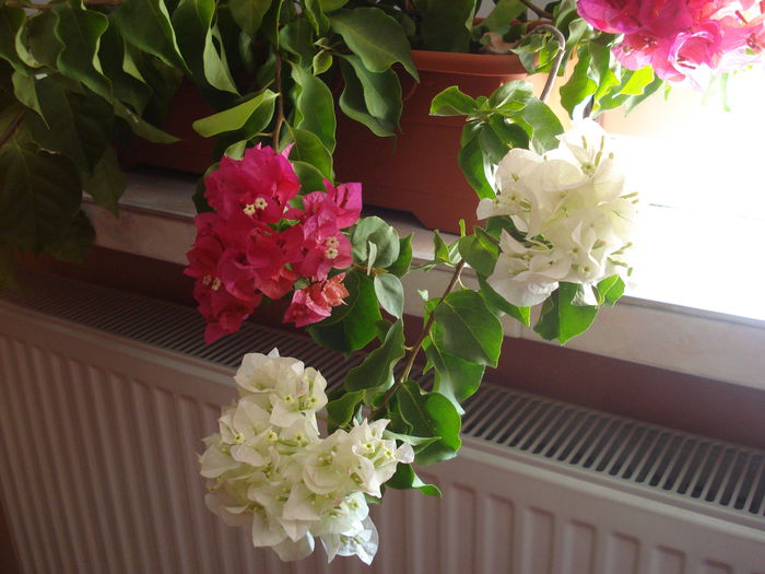 DSC03037 - BOUGAINVILLEA