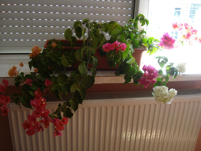 DSC03039 - BOUGAINVILLEA