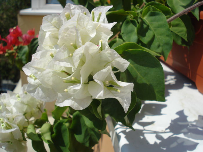DSC03044 - BOUGAINVILLEA
