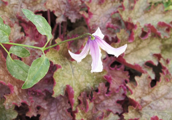 Clematis Hanajima