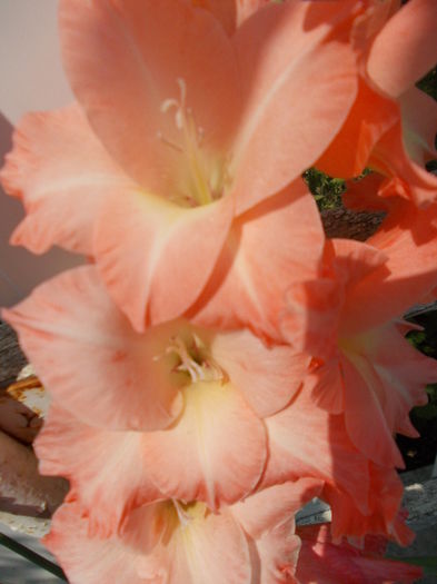 DSCN2367 - gladiole