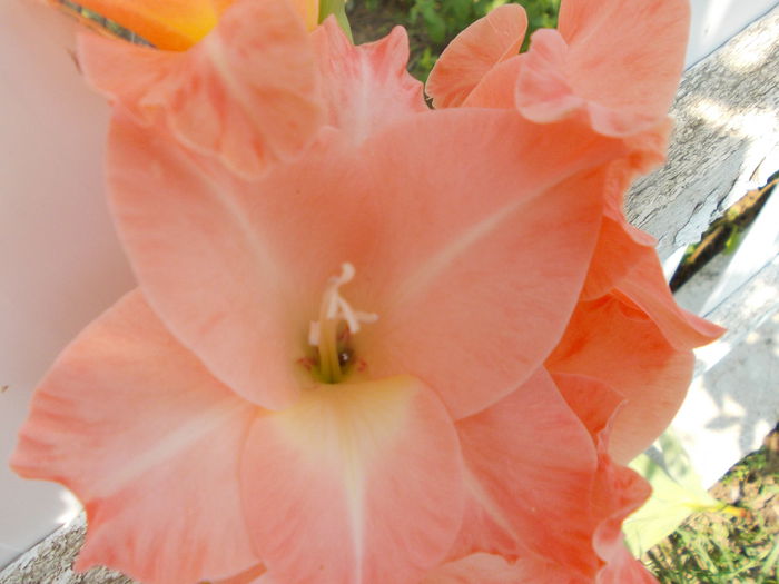 DSCN2368 - gladiole