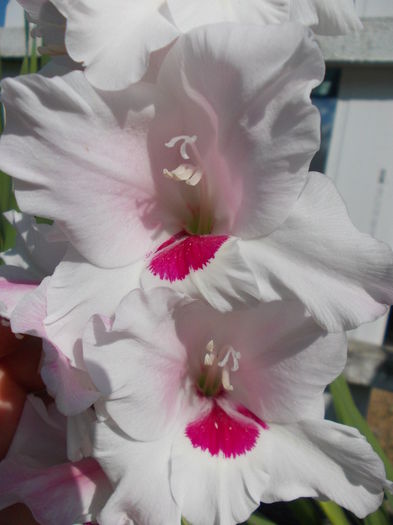 DSCN2375 - gladiole